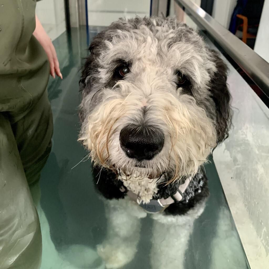 Hip and Elbow Dysplasia Therapaws Hydrotherapy