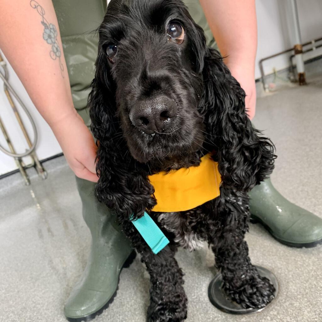 Hip and Elbow Dysplasia Therapaws Hydrotherapy