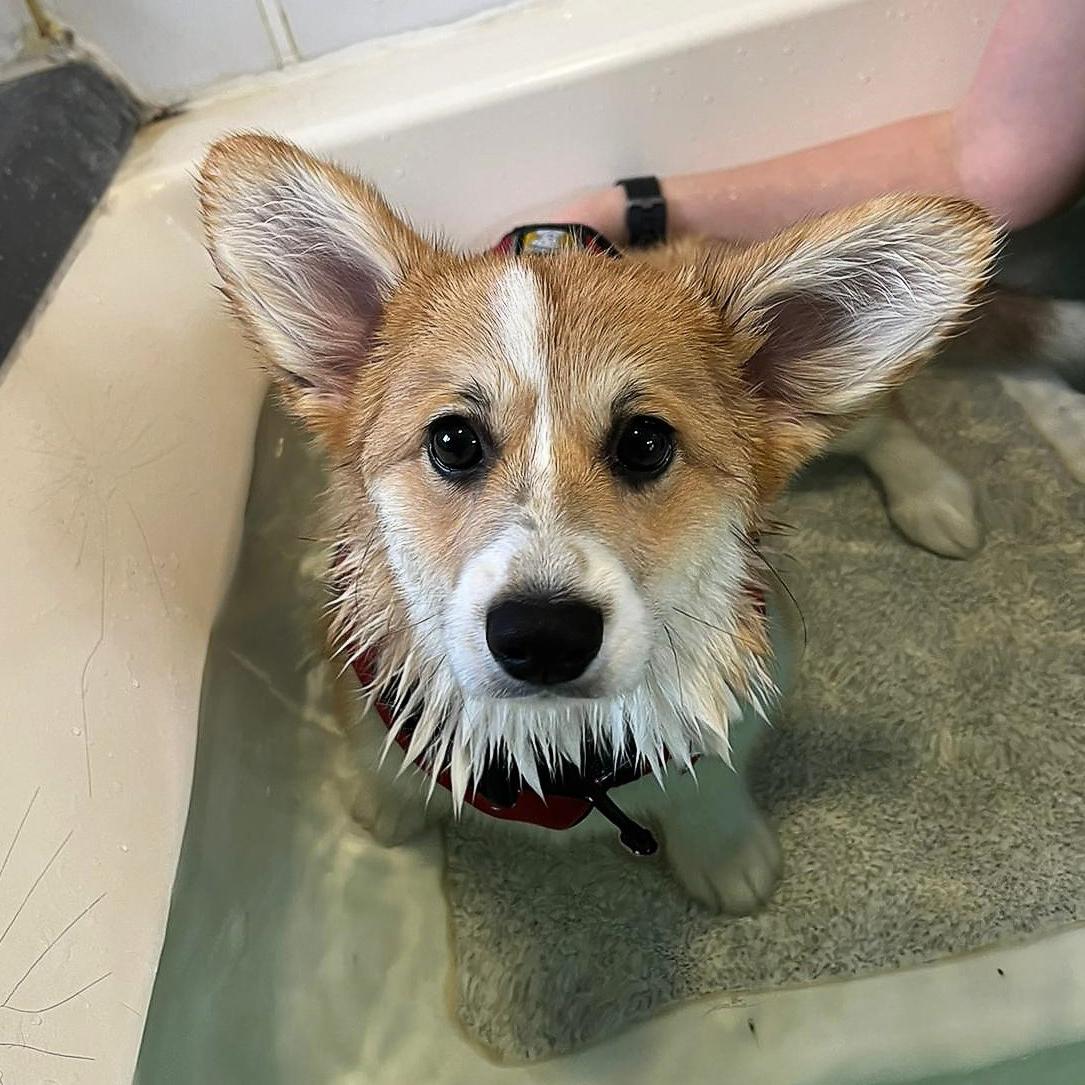 Puppy Swim 2 hydrotherapy image
