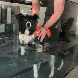 Therapaws J23 10 hydrotherapy image