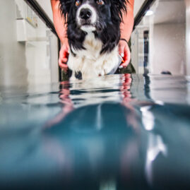 Therapaws J23 7120036 hydrotherapy image
