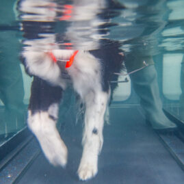 Therapaws J23 7120048 hydrotherapy image