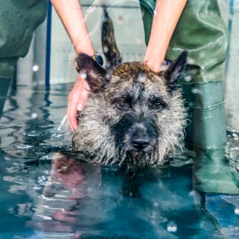 Therapaws J23 7120057 hydrotherapy image