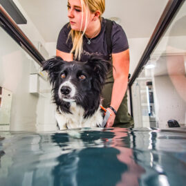 Therapaws J23 7120059 hydrotherapy image