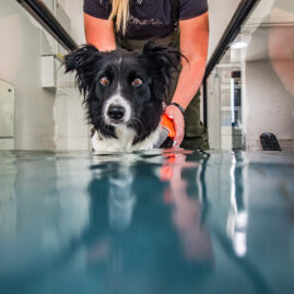 Therapaws J23 7120061 hydrotherapy image
