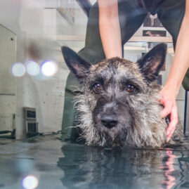 Therapaws J23 7120087 hydrotherapy image
