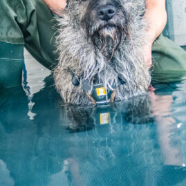 Therapaws J23 7120115 hydrotherapy image