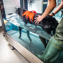 Therapaws J23 7120239 hydrotherapy image